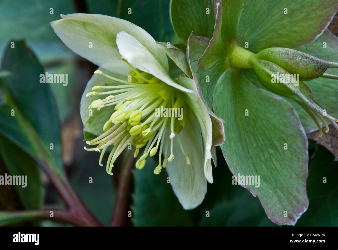 Christrose Helleborus (Butterblume), Fastenzeit Rose. Stockfoto