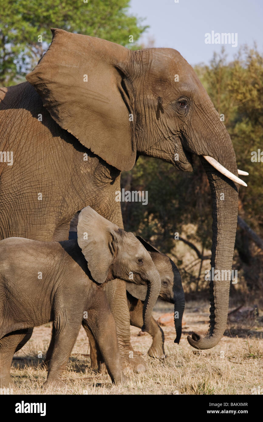Afrikanischer Elefant Loxodonta Africana junge Kälber mit Mutter Südafrika Dist Sub-Sahara-Afrika Stockfoto