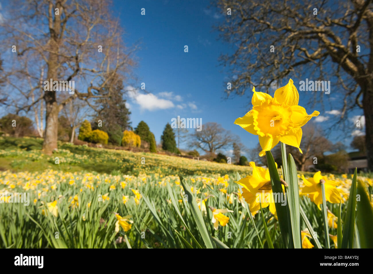 Wilde Narzissen in Holehird Gärten in der Nähe von Windermere im Lake District-Königreich Stockfoto