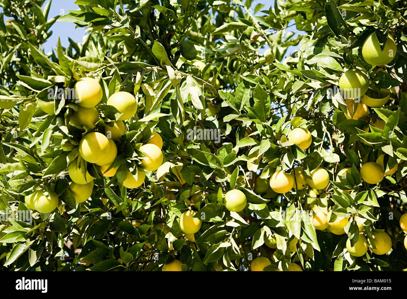 Grapefruit-Baum Stockfoto