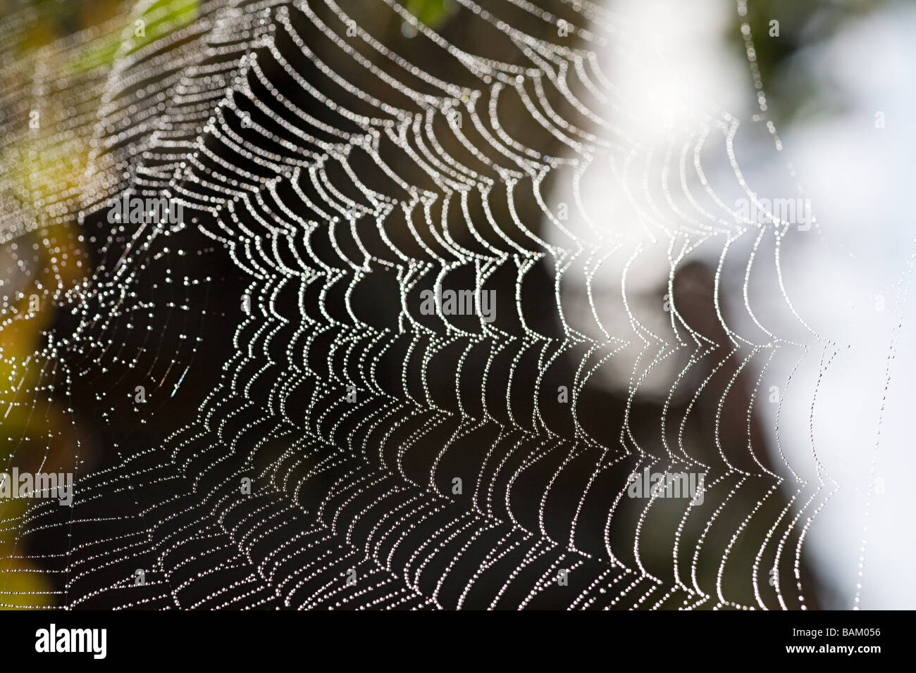 Nahaufnahme von einem Spinnennetz Stockfoto