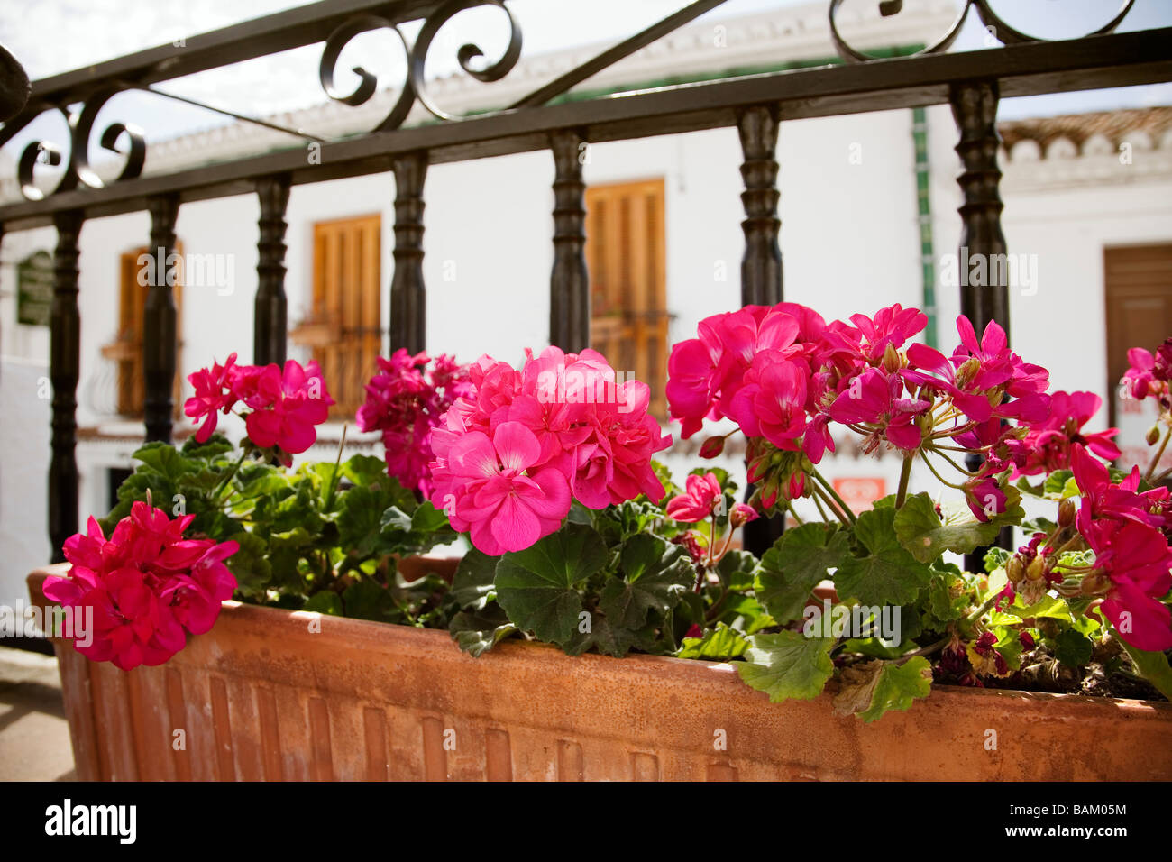 Blumentopf mit Blumen im weißen Dorf Spaniens Sonnenküste Mijas Malaga Andalusien Stockfoto