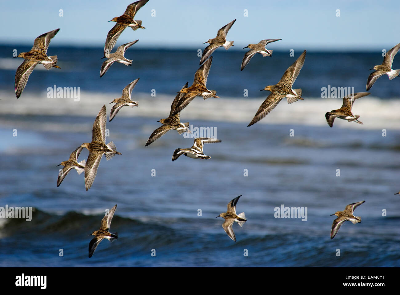 Eine gemischte Herde von Watvögel im Flug Stockfoto