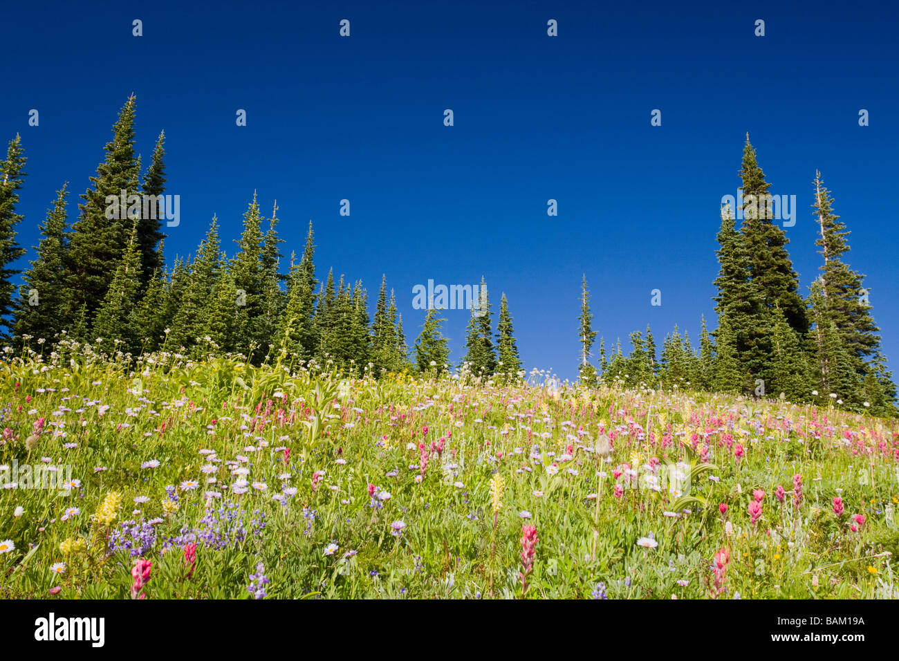 Mount Rainier Nationalpark Stockfoto