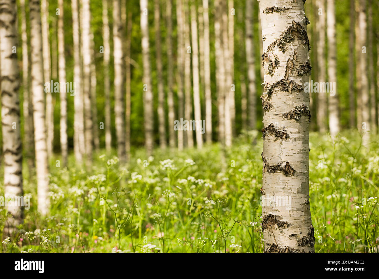 Wald aus Birken Stockfoto