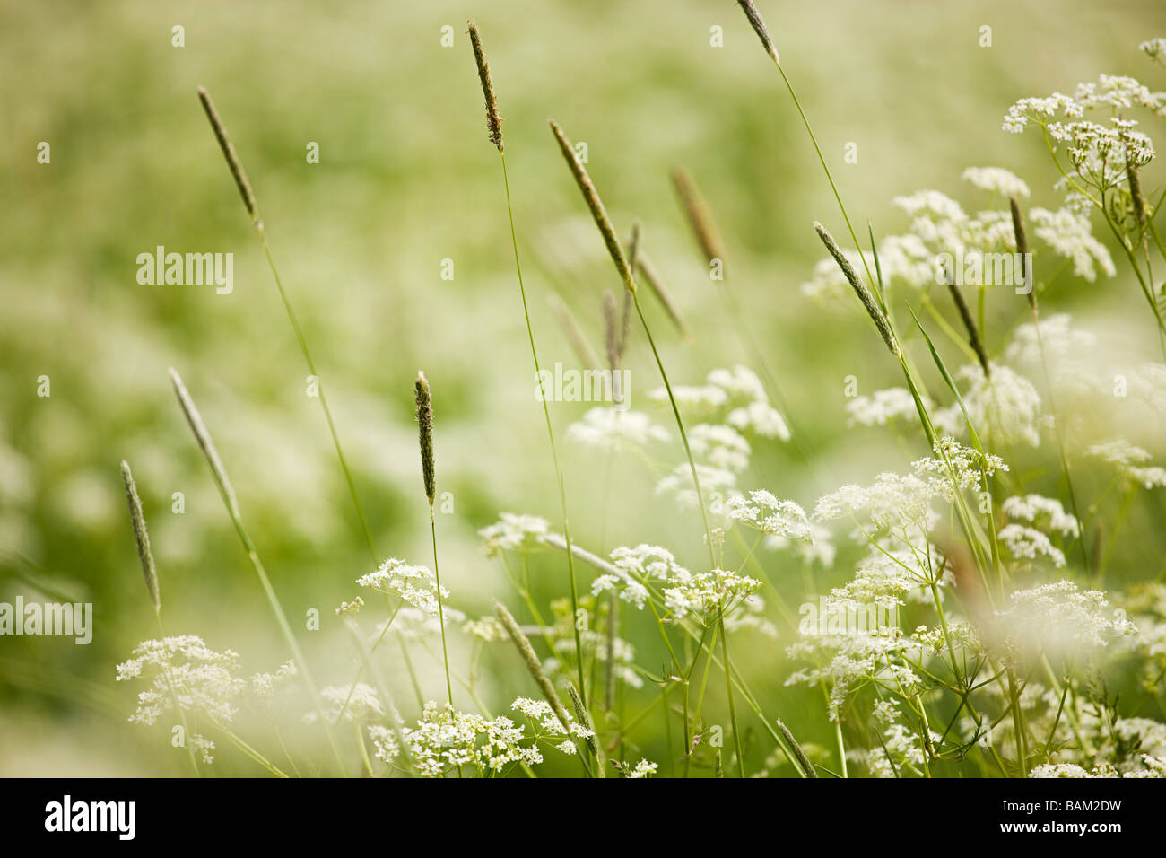 Nahaufnahme von Wildpflanzen Stockfoto