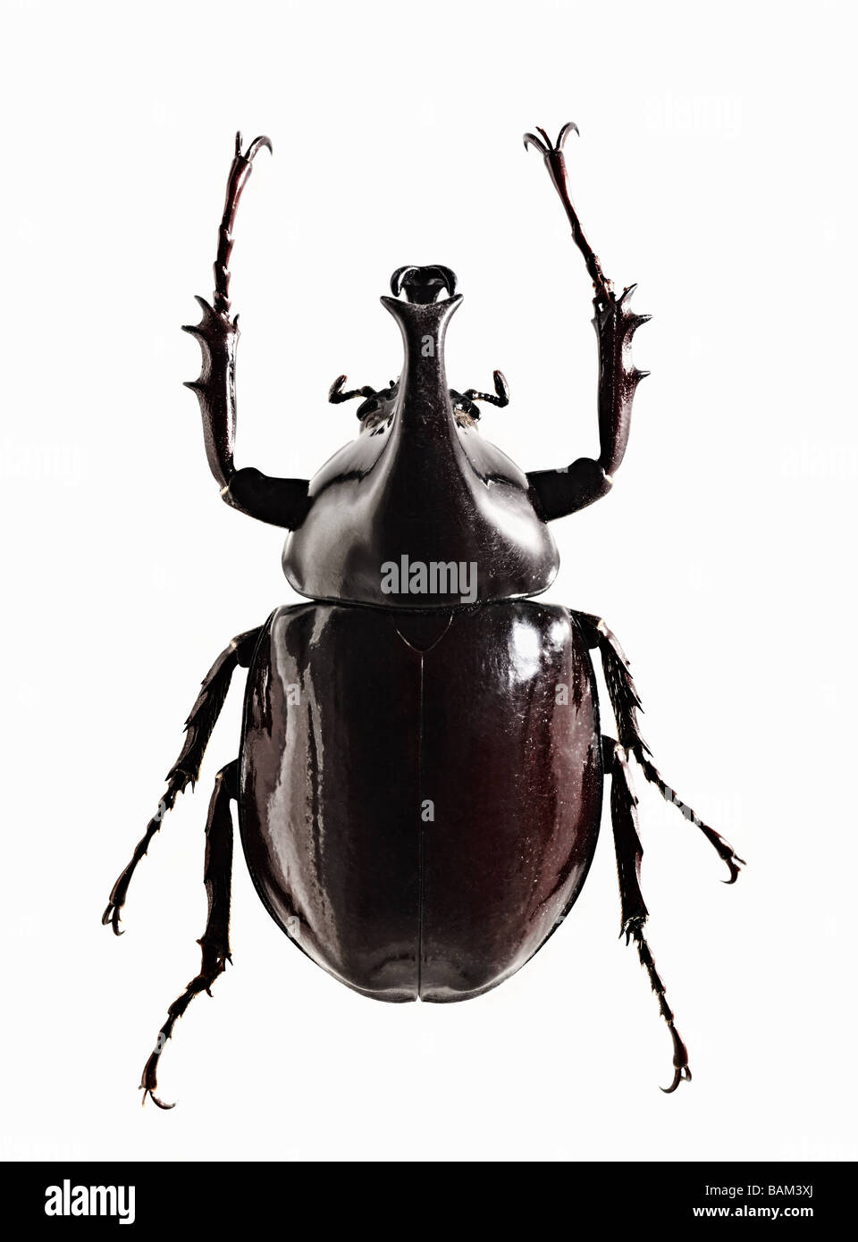 Eine glänzende schwarze Käfer Stockfoto