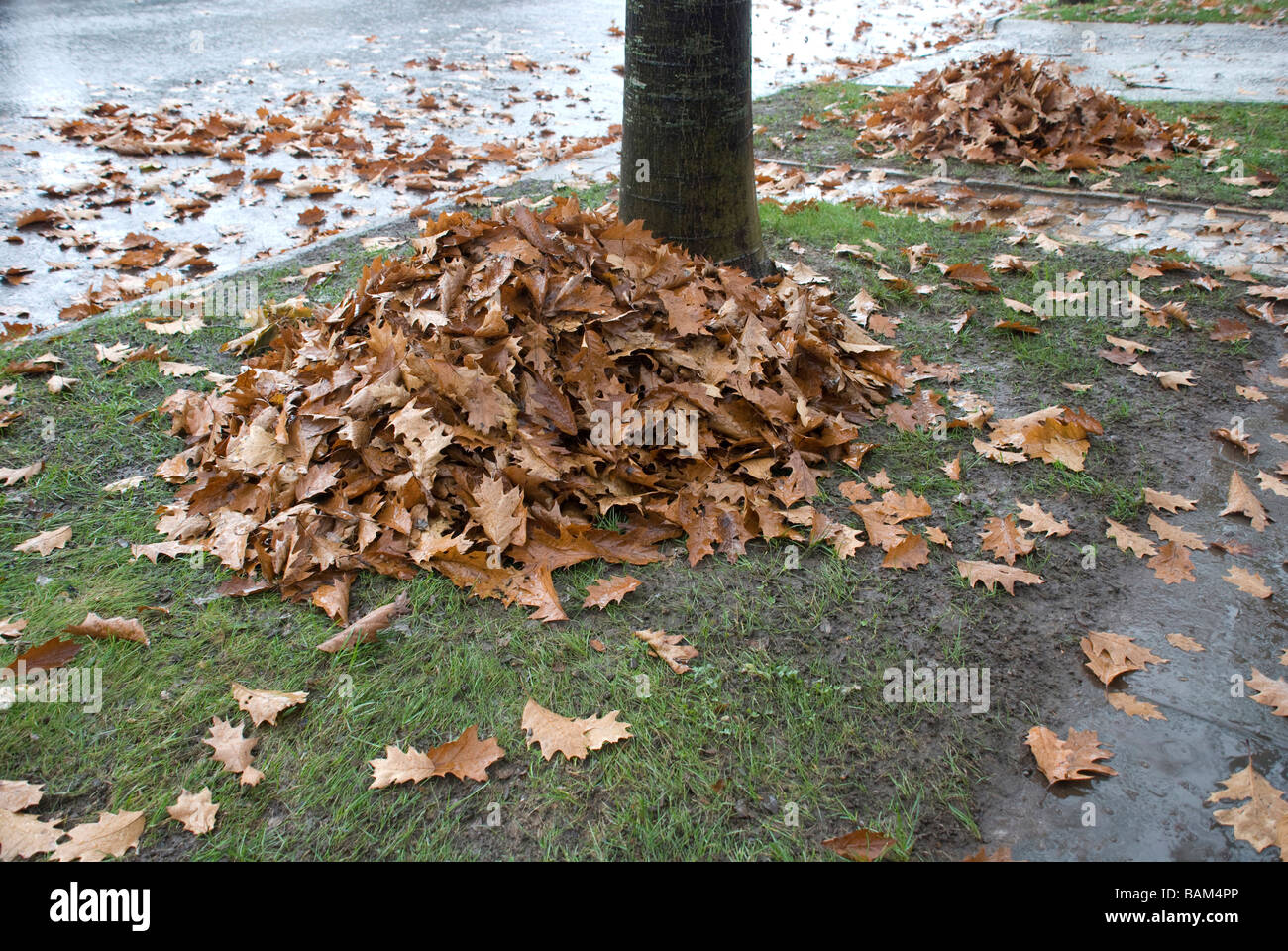 horizontale Herbst Herbst Jahreszeit ändern Blätter Blatt Drop Laub-Blatt Haufen nasse Bürgersteig Straße Aufgabe mühsam Stockfoto