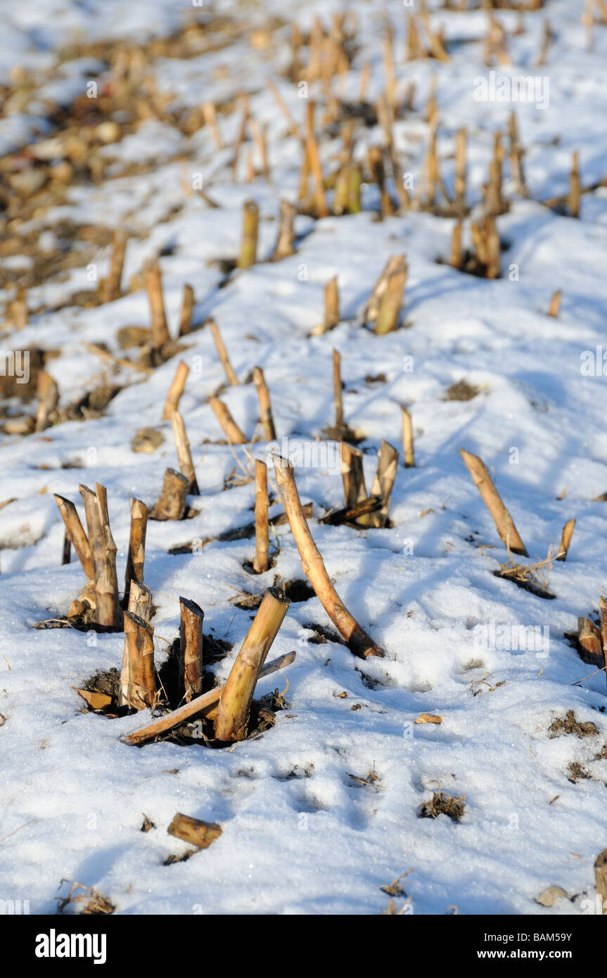 Spargel-Betten im Winterschnee bedeckt mit letzten Jahren Wachstum Norfolk UK Februar zurückschneiden Stockfoto