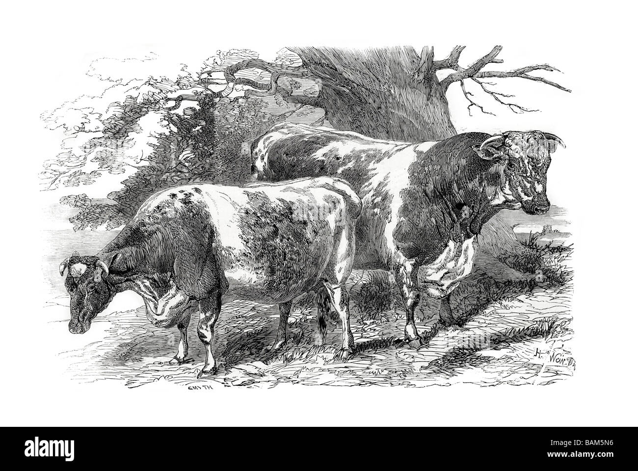 Herefords 1853 Hereford-Rinder züchten Rindfleischproduktion Herefordshire England Kühe Kuh Viehzüchter Rancher feucht Großbritannien gedeihen Harshe Stockfoto
