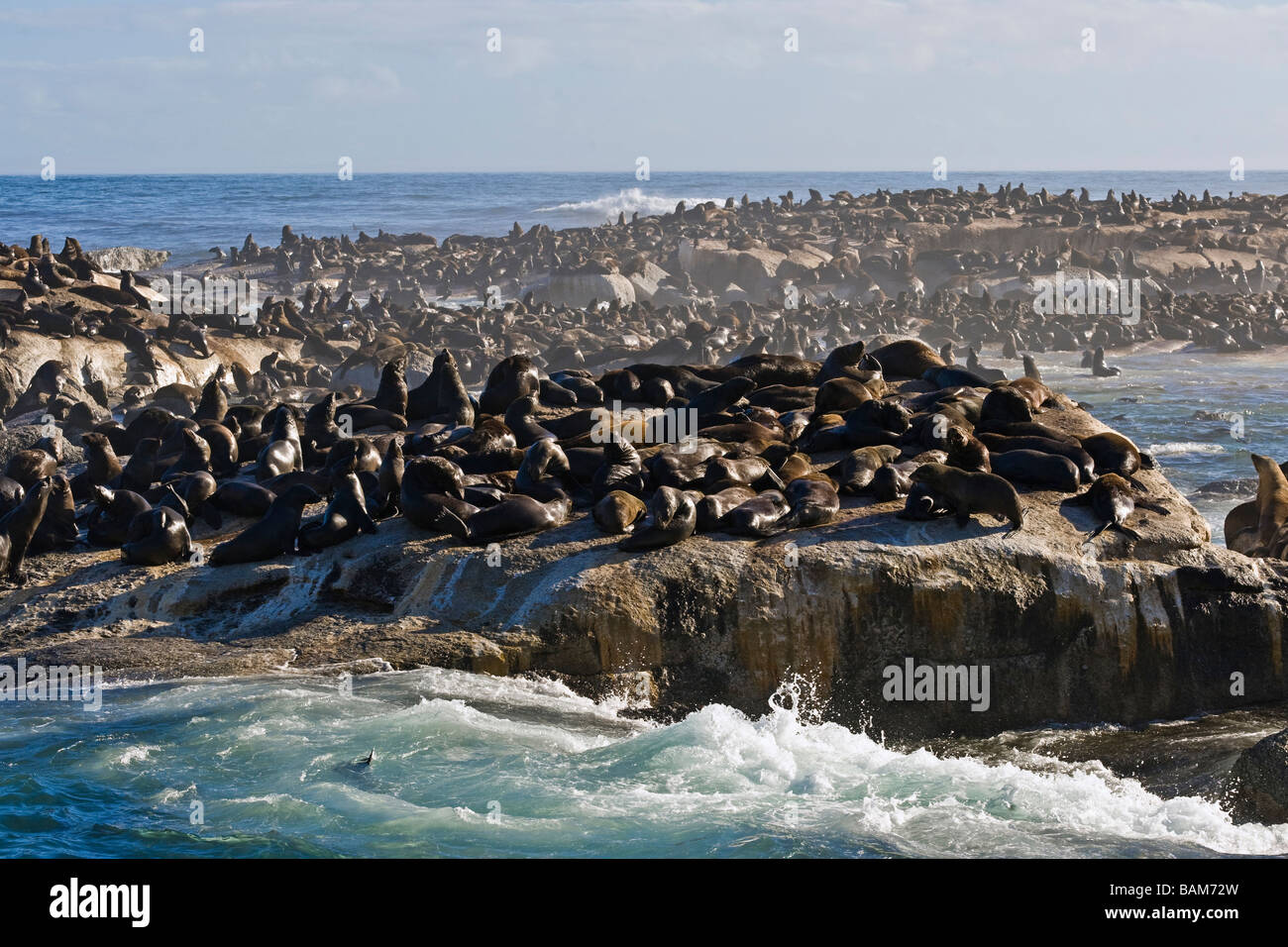 Cape Pelzrobben Arctocephalus percivali auf Duiker Island Hout Bay Western Cape Südafrika Stockfoto Cape Pelzrobben Arctocephalus percivali auf Duiker Island Hout Bay Western Cape Südafrika Stockfoto