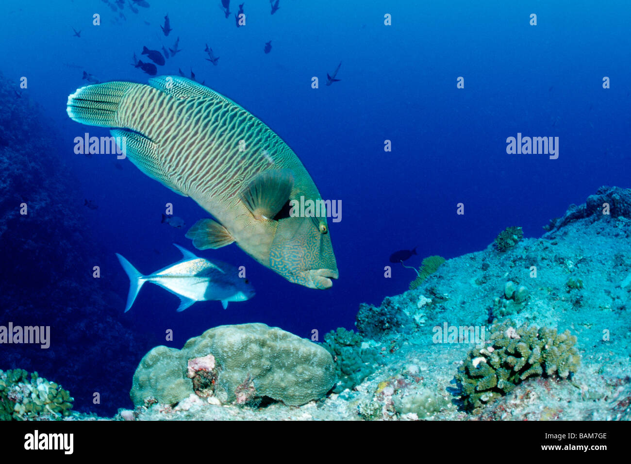 Napoleon-Lippfisch Cheilinus Undulatus blaue Ecke-Mikronesien-Palau Stockfoto