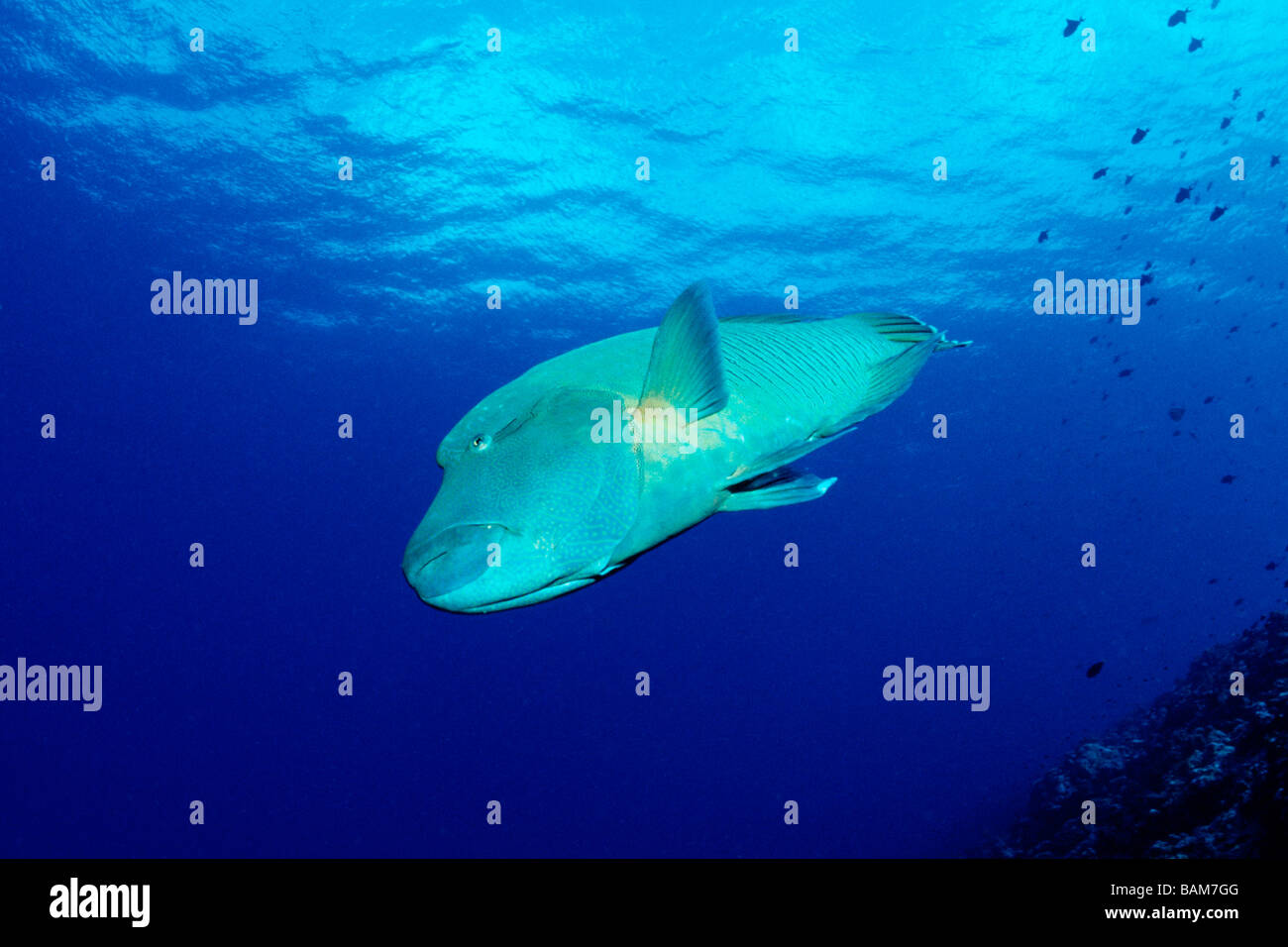Napoleon-Lippfisch Cheilinus Undulatus blaue Ecke-Mikronesien-Palau Stockfoto