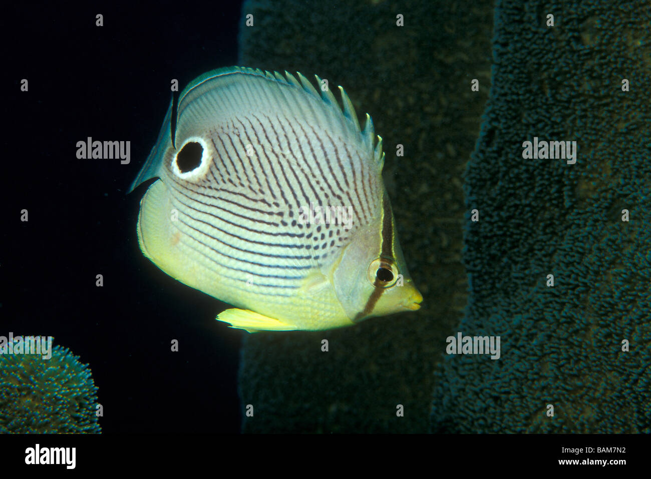 Foureye Butterflyfish Chaetodontidae Capistratus Karibik Kuba Stockfoto