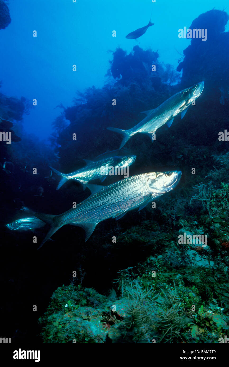 Tarpon Megalops Atlanticus Karibik Kuba Stockfoto