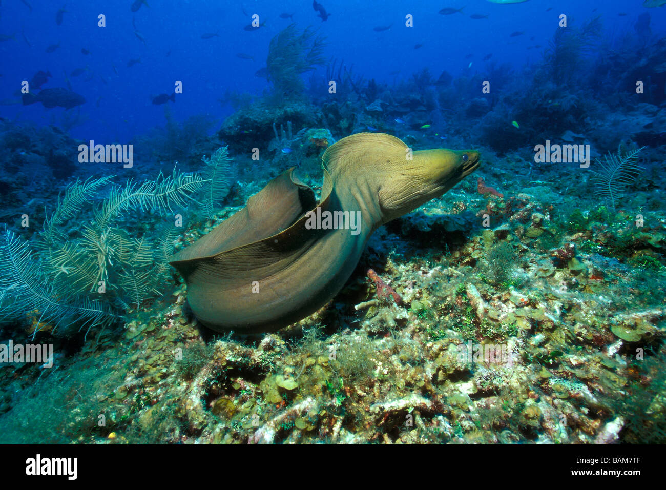 Freies Schwimmen grüne Muräne Gymnothorax Funebris Karibik Kuba Stockfoto
