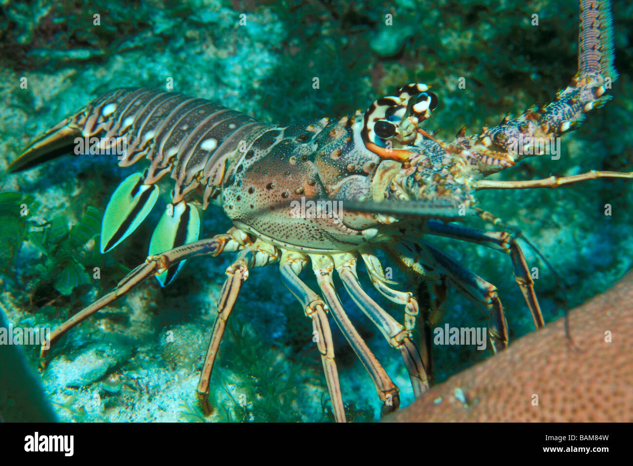 Karibik Languste Panulirus Argus Karibik Kuba Stockfoto