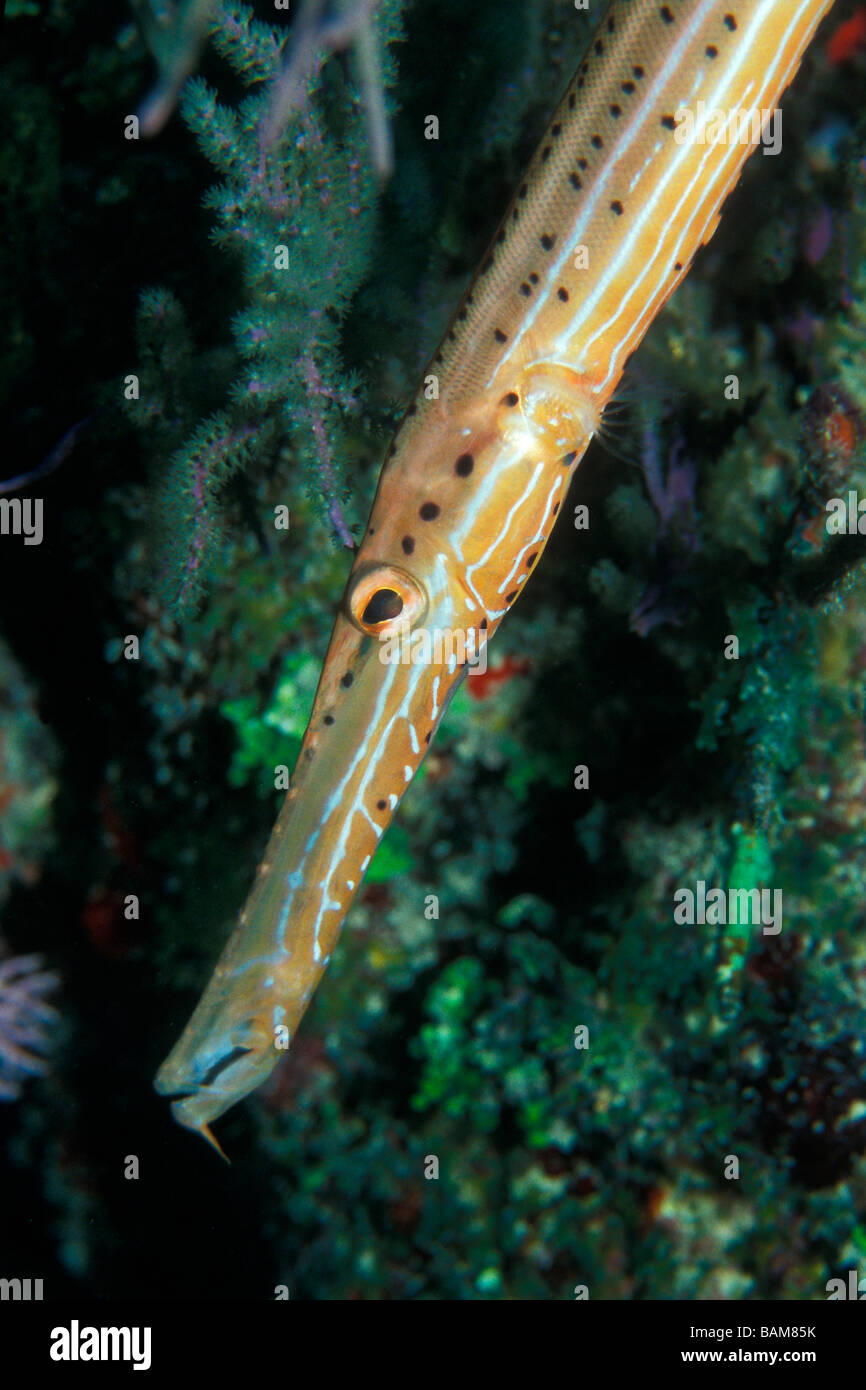Trumpetfish Aulostomus Maculatus Karibik Kuba Stockfoto