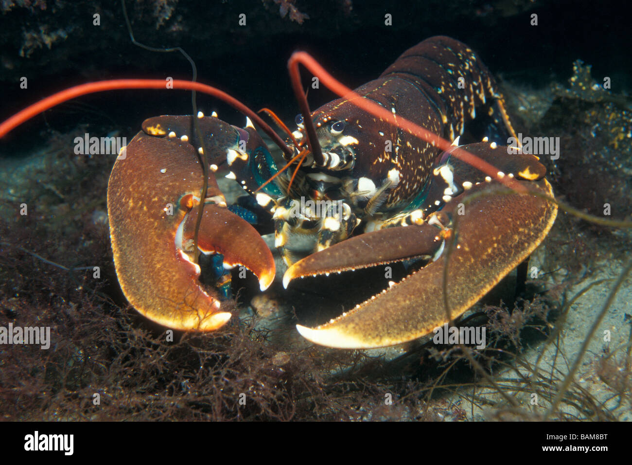 Europäische Hummer Häutung Gammarus Alesund North Atlantic Norwegen Stockfoto