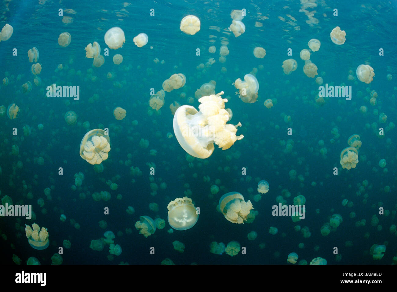 Jellyfish Lake mit endemischen stachellosen Quallen Mastigias Papua Etpisonii pazifischen Mikronesien Palau Stockfoto
