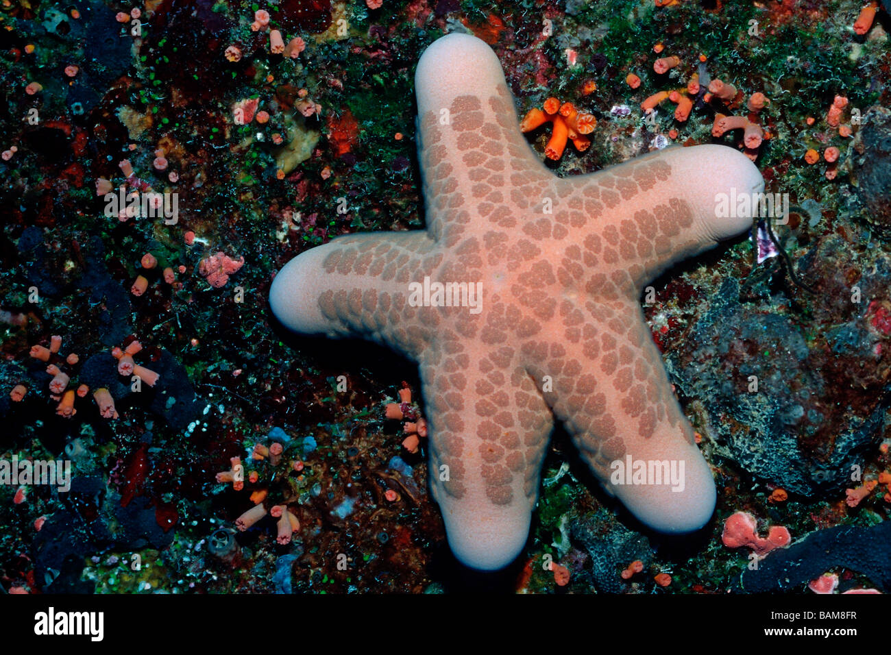 Sea Star Choriaster Granulatus pazifischen Mikronesien Palau Kissen Stockfoto