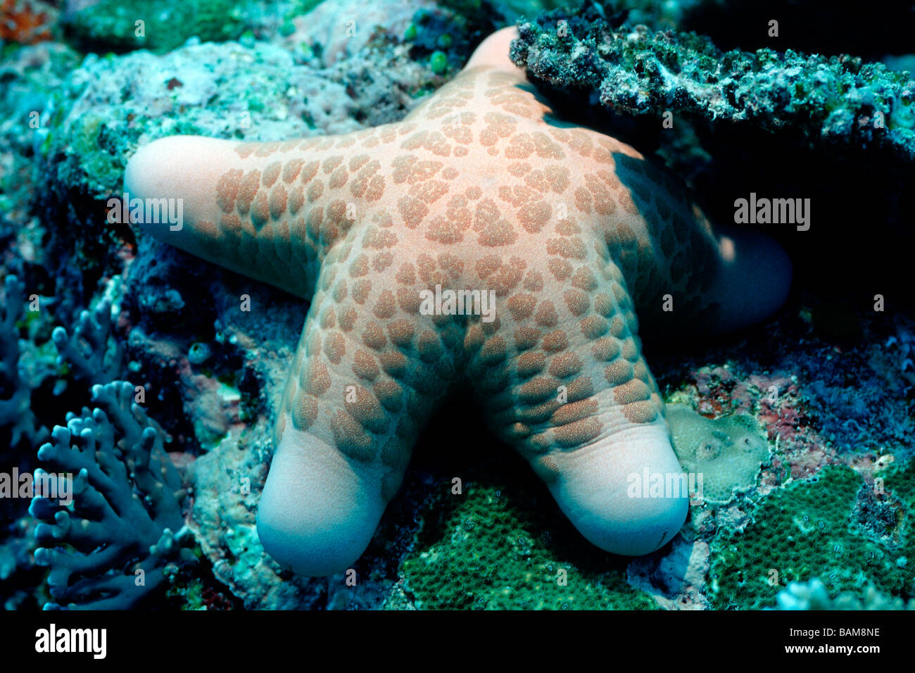 Sea Star Choriaster Granulatus pazifischen Mikronesien Palau Kissen Stockfoto