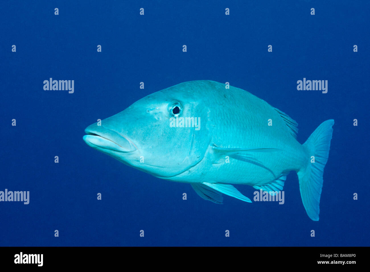 Longnose Kaiser Lethrinus Olivaceus pazifischen Mikronesien Palau Stockfoto