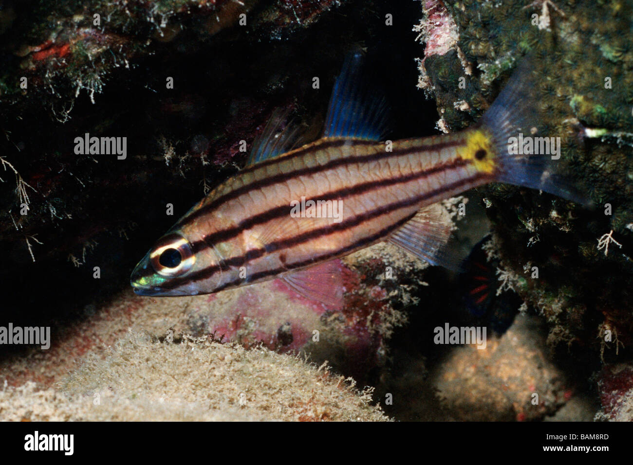 Fünf Reihen Cardinalfish Cheilodipterus Quinquelineatus pazifischen Mikronesien Palau Stockfoto