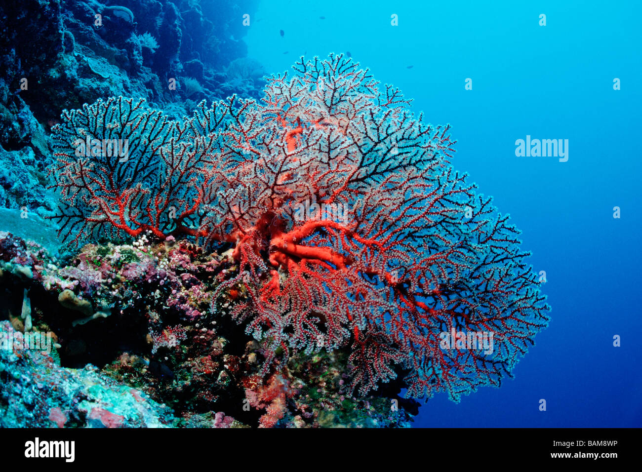 Gorgonien im Korallenriff pazifischen Mikronesien Palau Stockfoto
