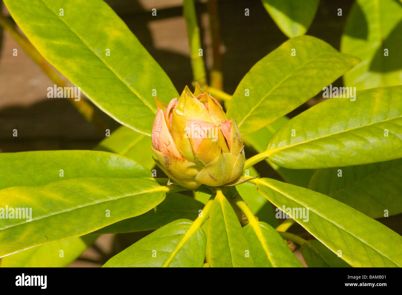 Rhododendron Knospen und Bltter wachsen in einem britischen Garten, im  Winter Stockfotografie - Alamy