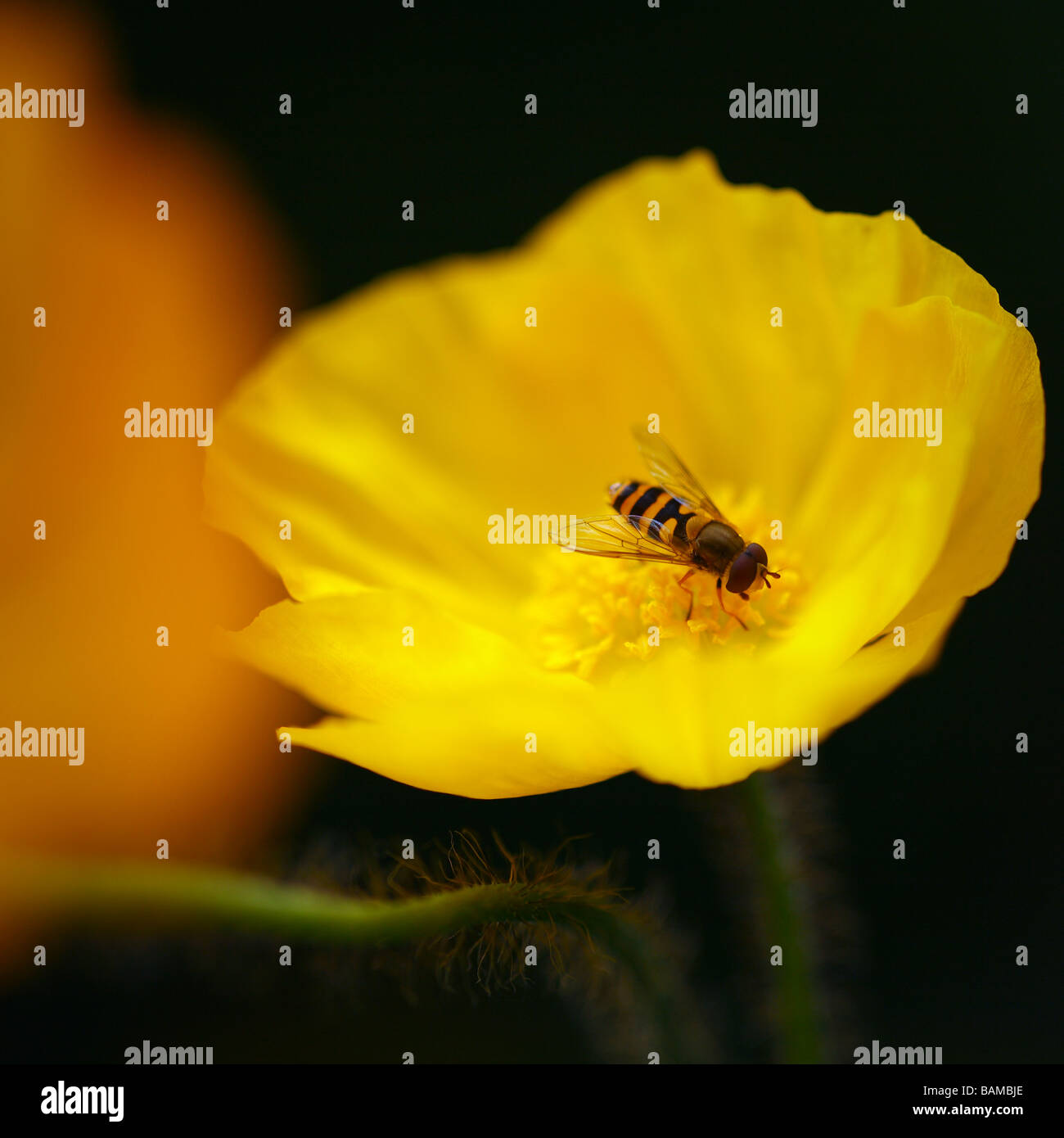 Insekt auf gelben Mohn (hover-fly). Stockfoto