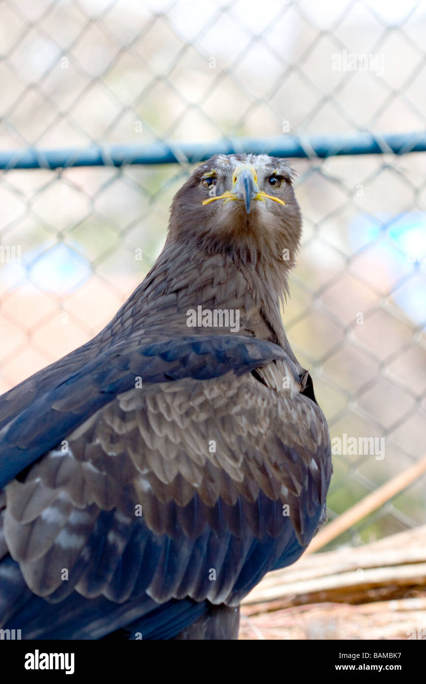 Porträt des braunen Falken in einem Käfig Stockfoto