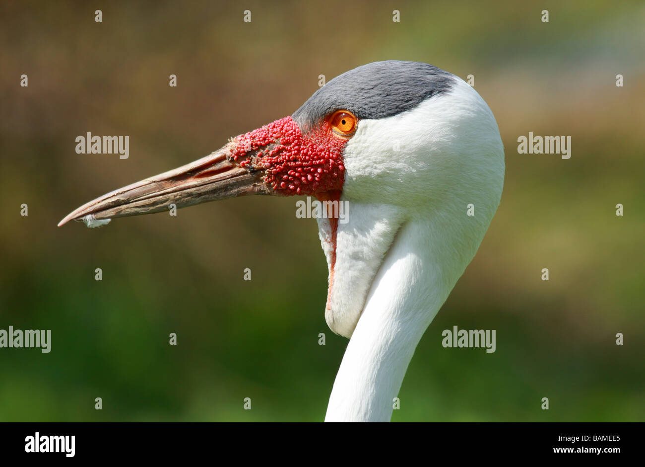 Wattled Kran bei Blackbrook Zoo Stockfoto
