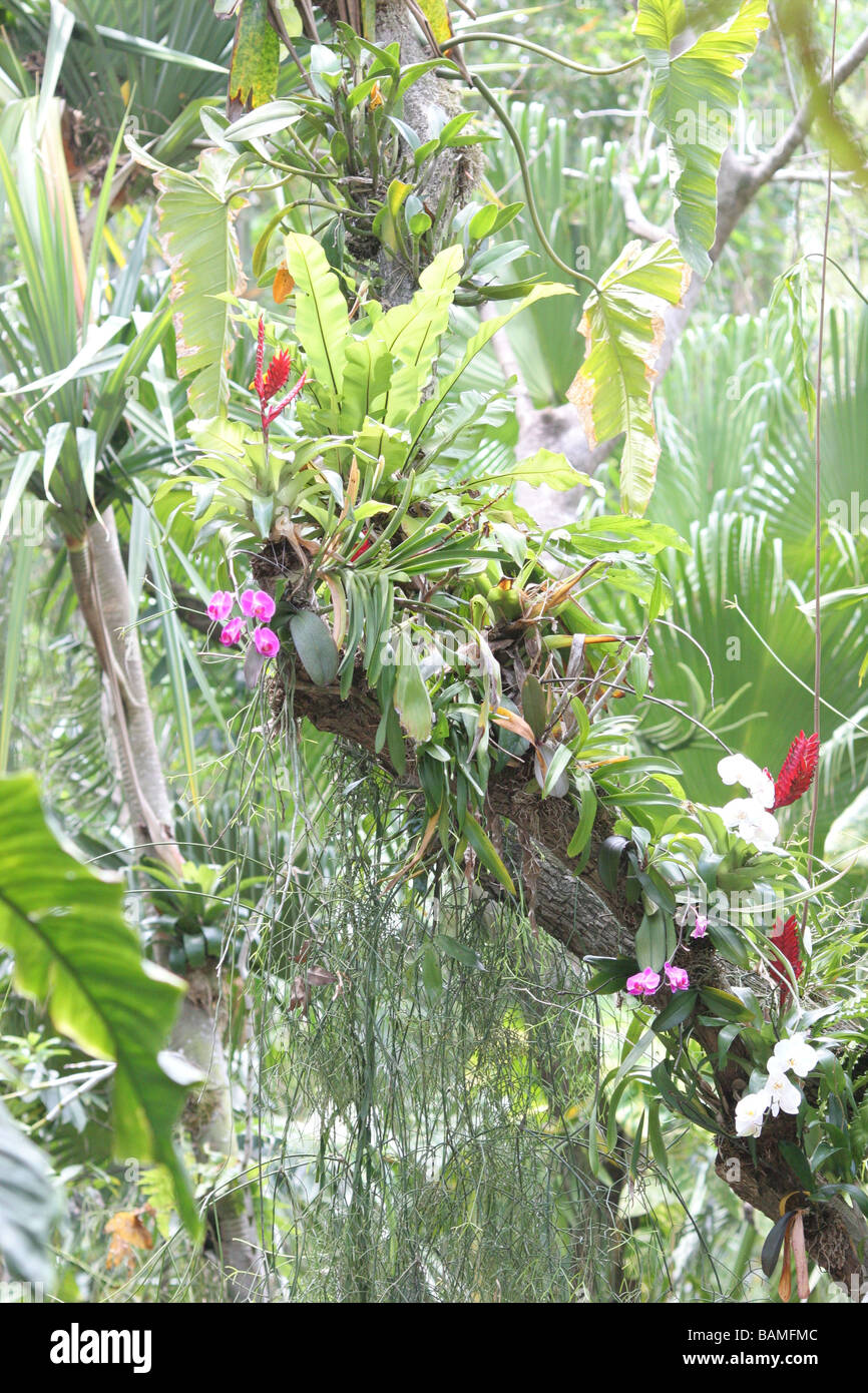 Orchideen und Bromelien wachsen in den Bumen Stockfotografie - Alamy