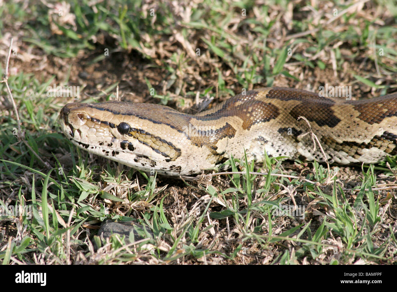 Kenya African Rock Python, Python sebae Stockfoto