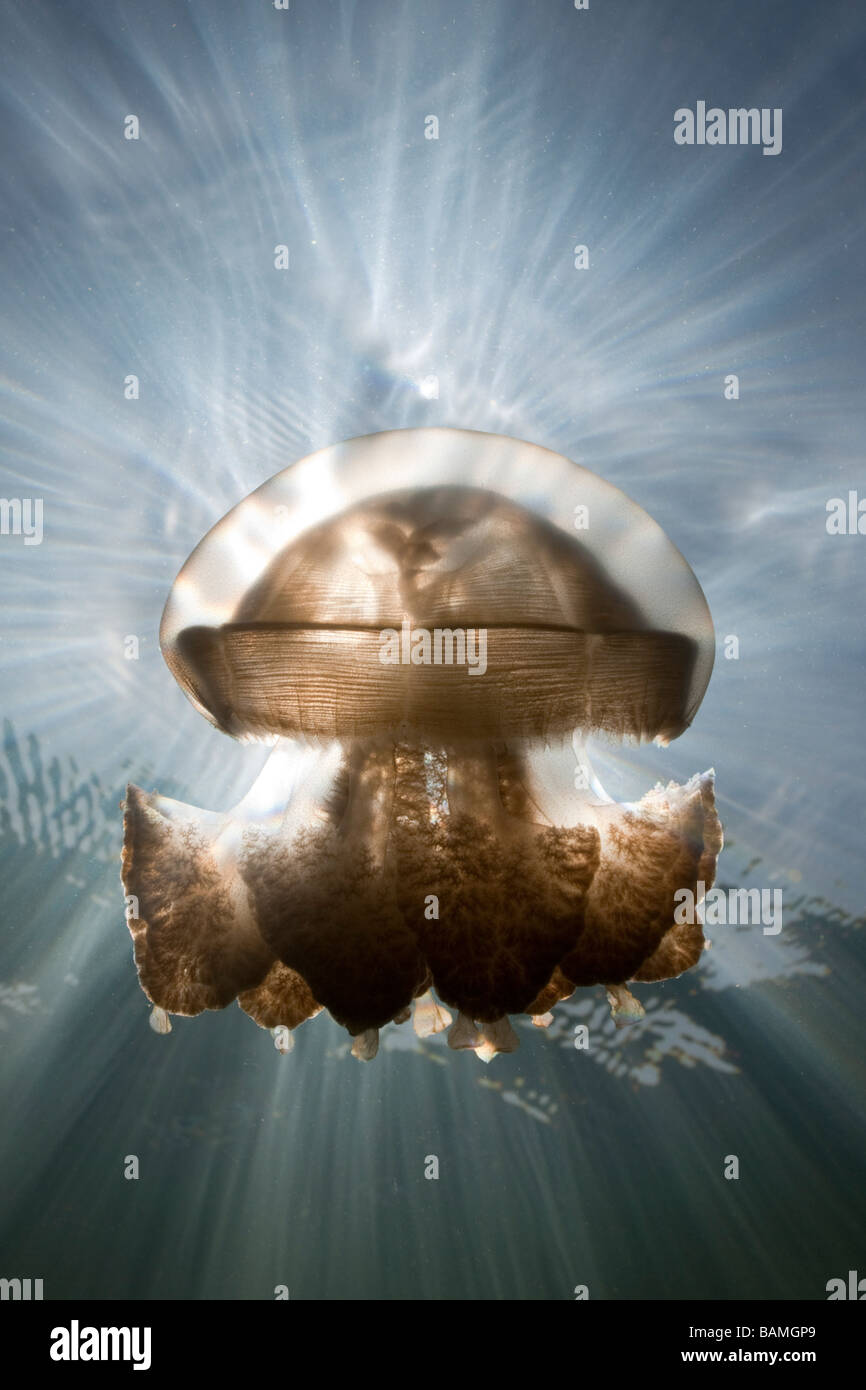 Mastigias Quallen im Gegenlicht Mastigias Papua Etpisonii Jellyfish Lake Mikronesien Palau Stockfoto