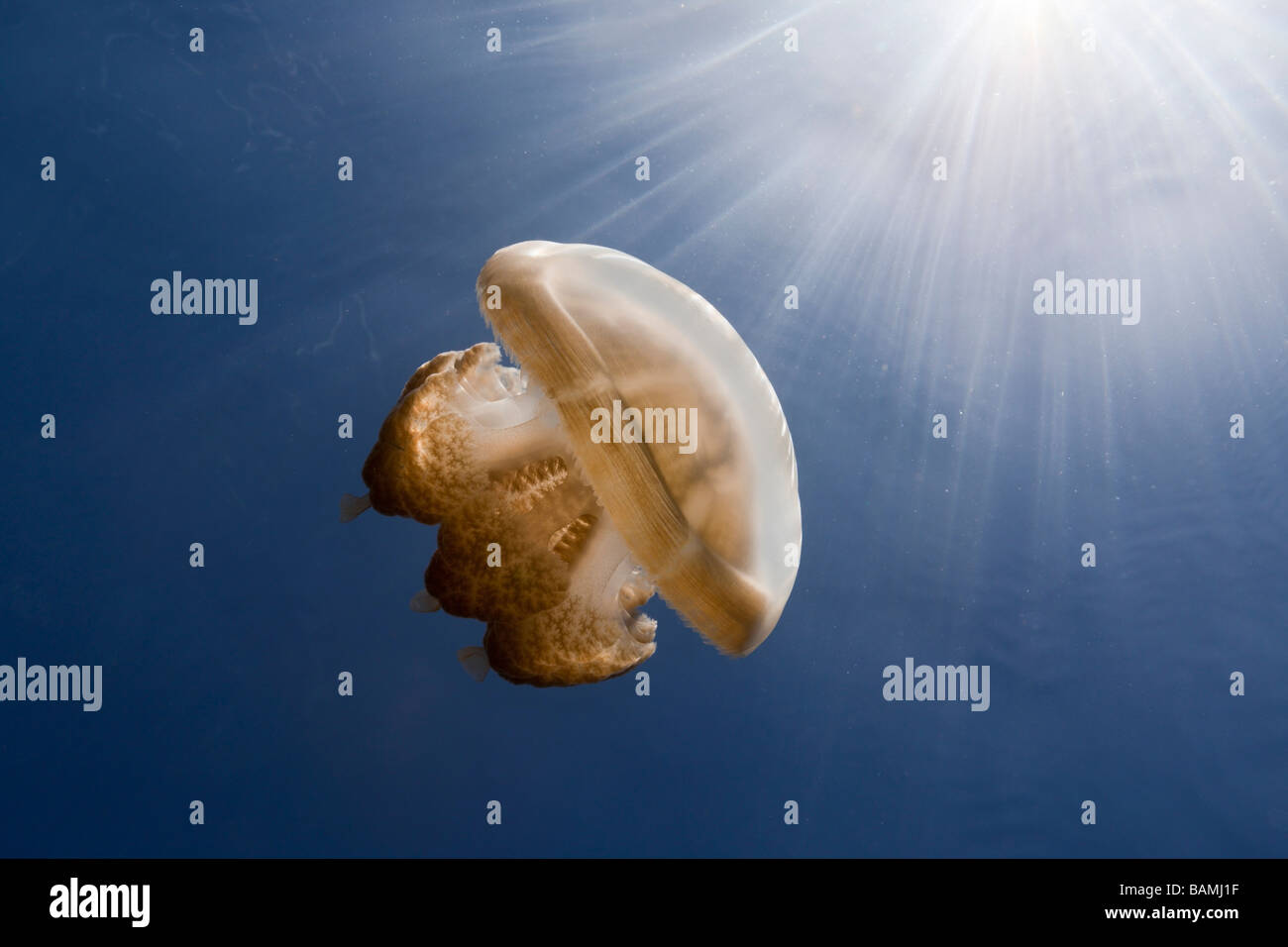 Mastigias Quallen im Gegenlicht Mastigias Papua Etpisonii Jellyfish Lake Mikronesien Palau Stockfoto