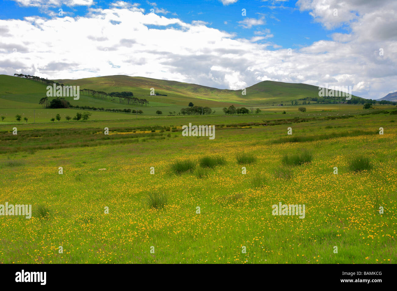 Sommerlandschaft einen Bergrücken und das Tal in der Nähe von Broughton Village oberen Tweeddale Schottland Großbritannien UK Stockfoto