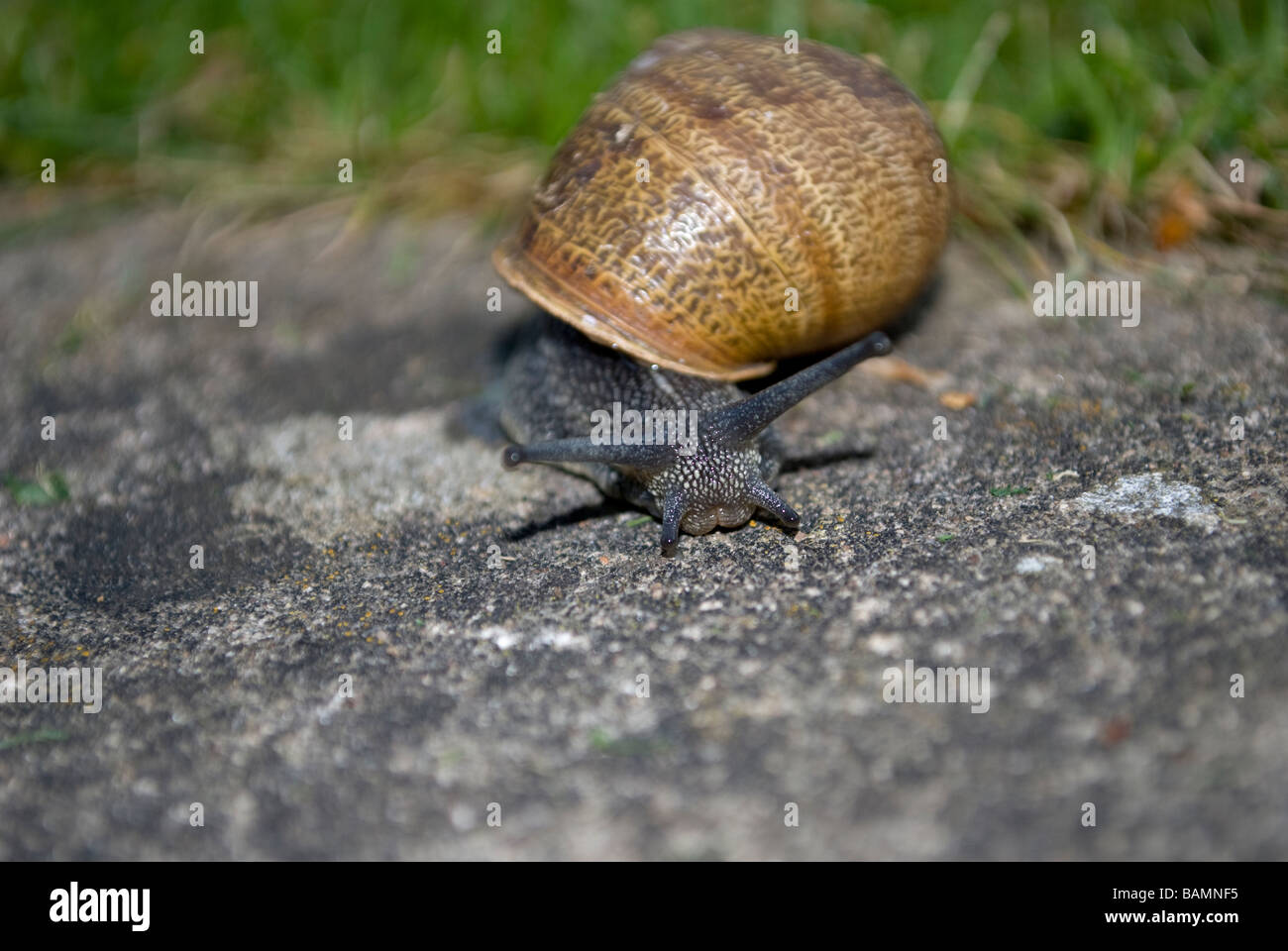 Im Schneckentempo Stockfoto