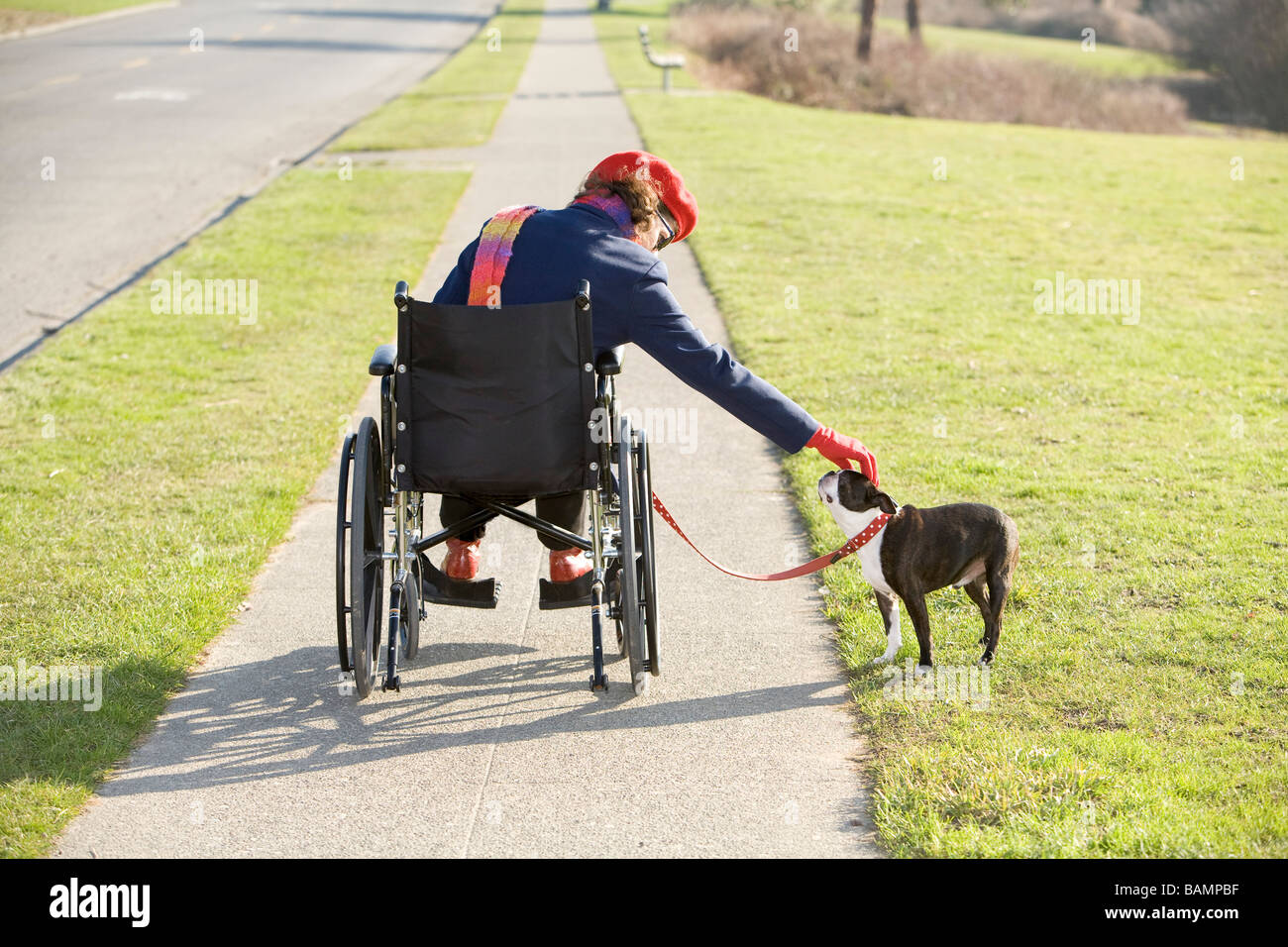 Frau im Rollstuhl, die mit ihrem Hund spazieren Stockfoto
