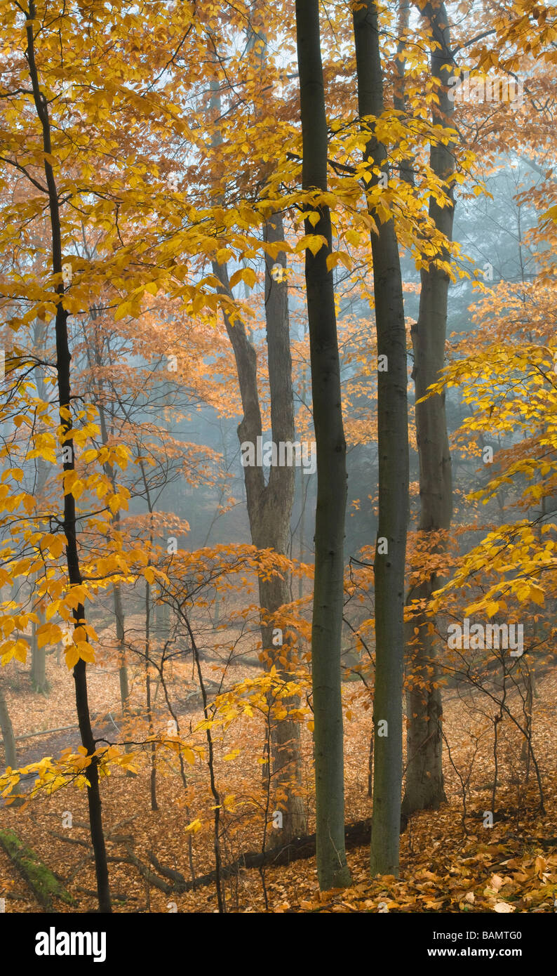 Herbstfarben von Buche Stockfoto