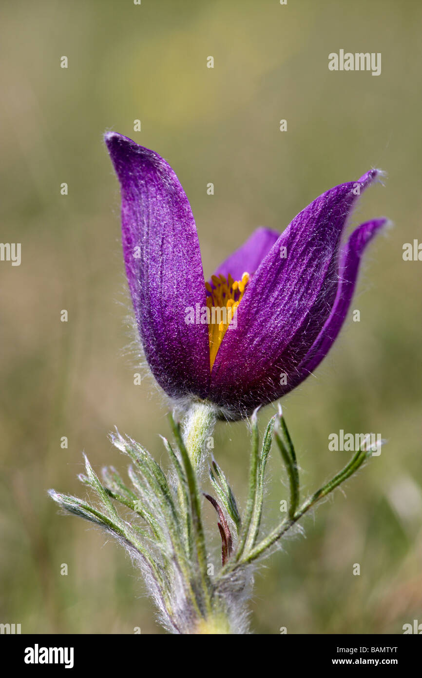 Küchenschelle Stockfoto