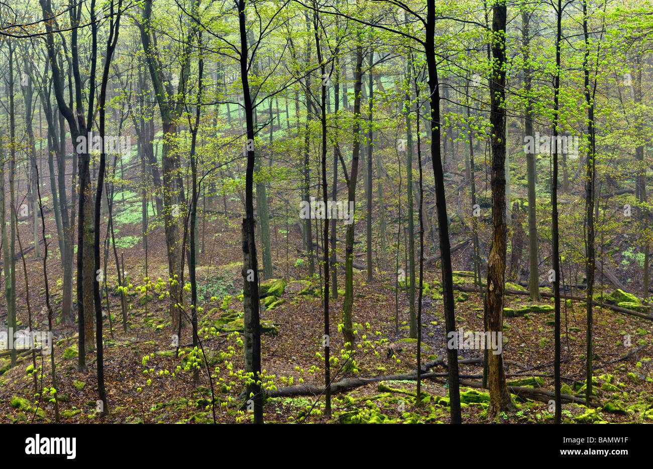 Frühling Laub im nördlichen Carolinian Wald Stockfoto
