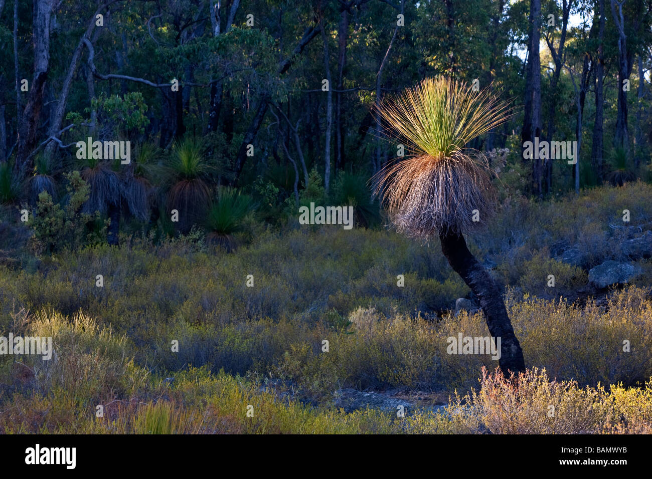 Ein Grasstree (Xanthorrhoea Preissii. aka Balga, formal als Blackboy) wächst im Buschland in den Perth Hills. Stockfoto