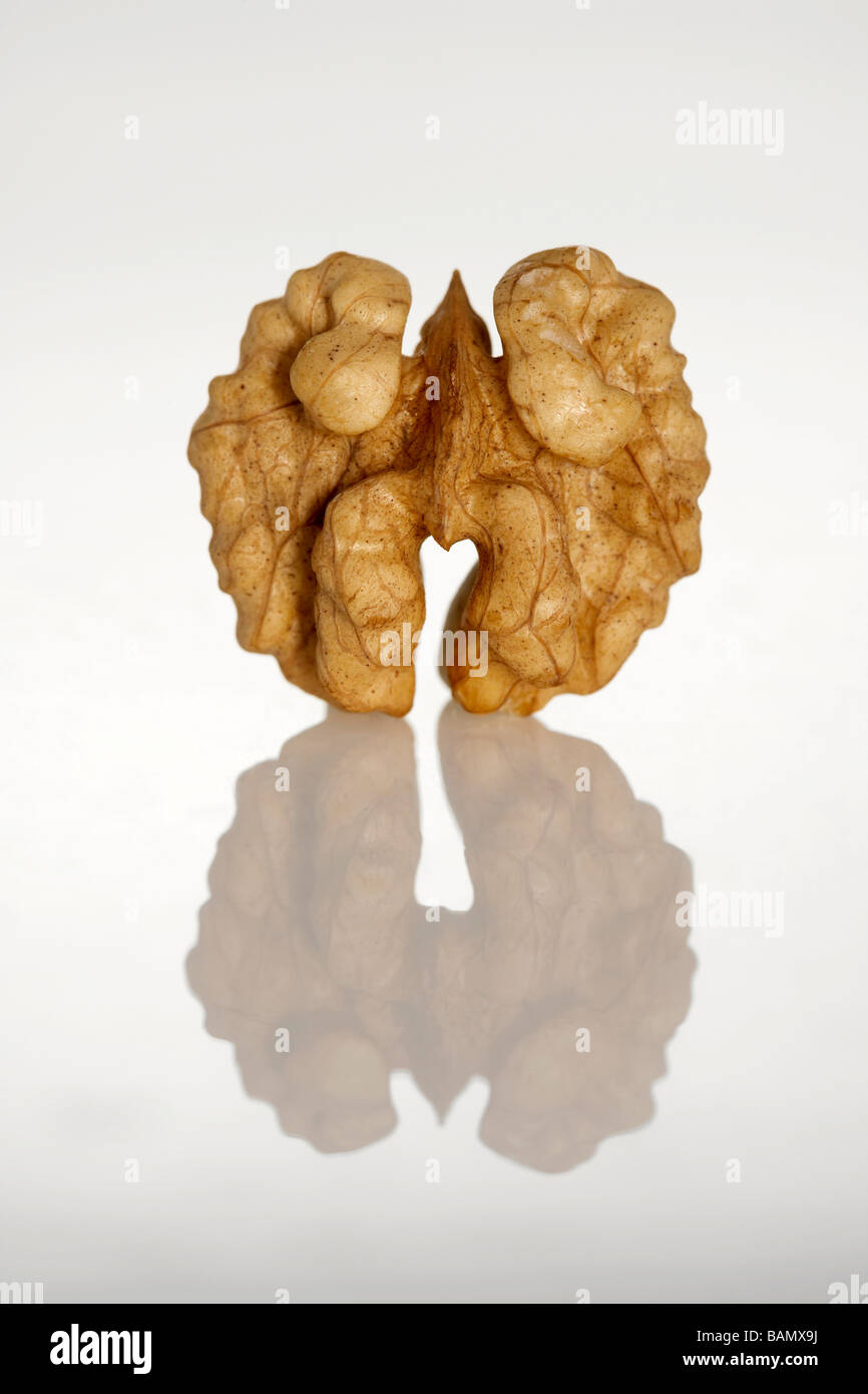 Eine einzelne Schale Nussbaum Stockfoto