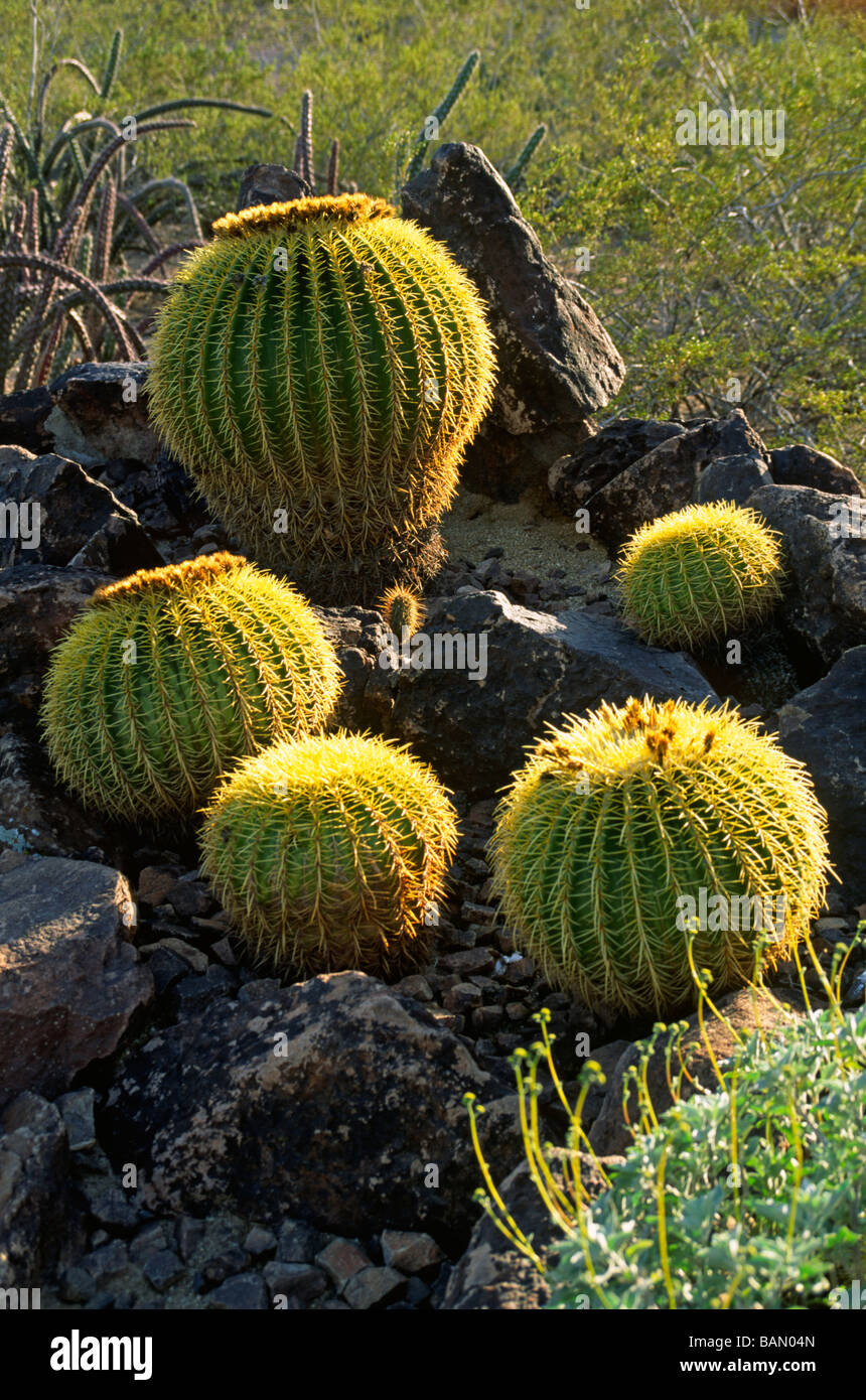 Barrel Cactus Bei Desert Botanical Garden In Phoenix Mit Der