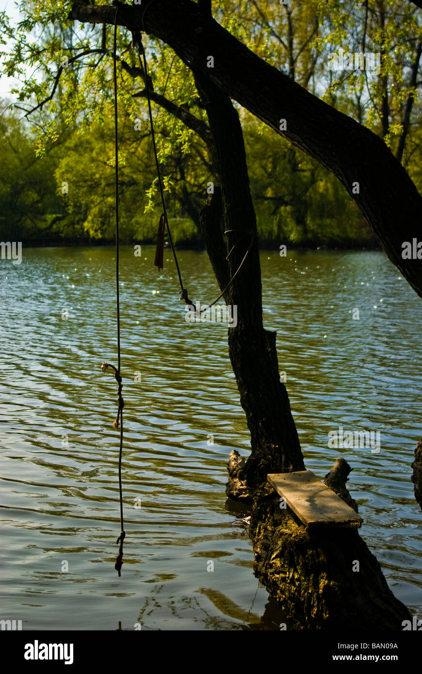Seil Schaukel am Baum mit Wasser im Hintergrund Stockfotografie Alamy