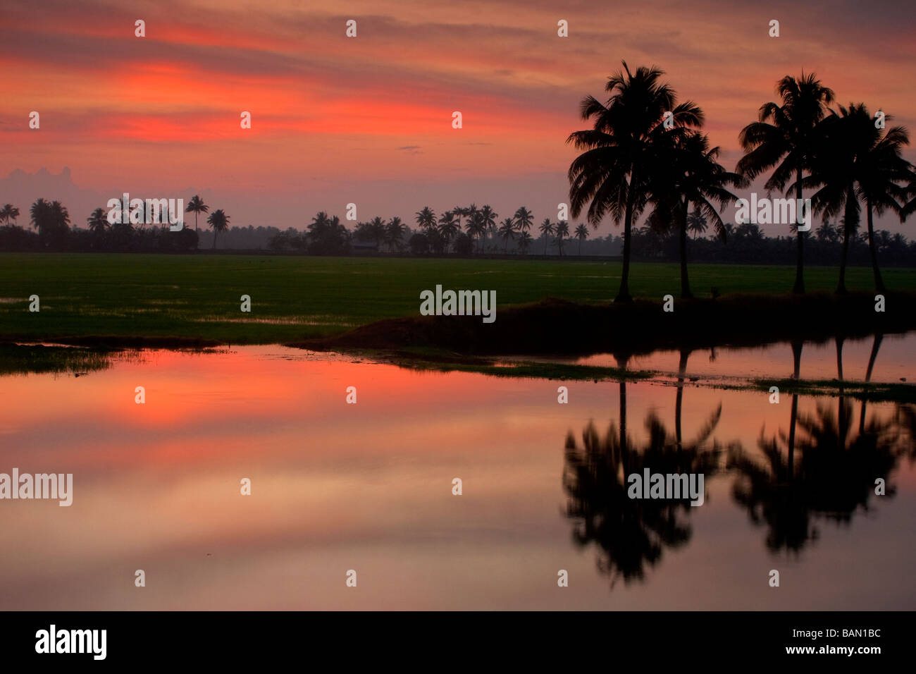 Palmen und Reisfelder bei Sonnenuntergang Stockfoto