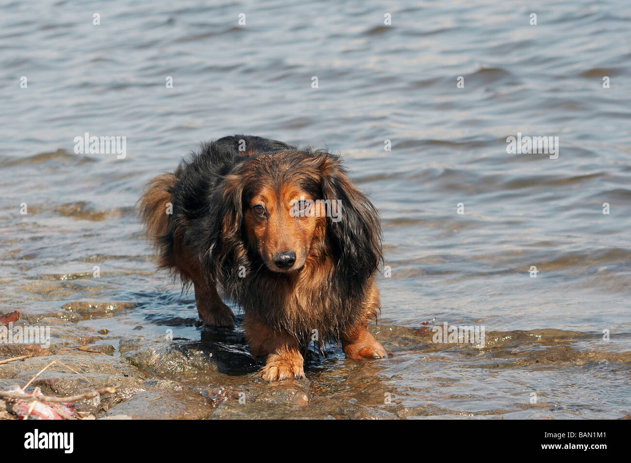 Schuss von Dackel - Hund mit kurzen Beinen in die tiefen Fluss Stockfoto