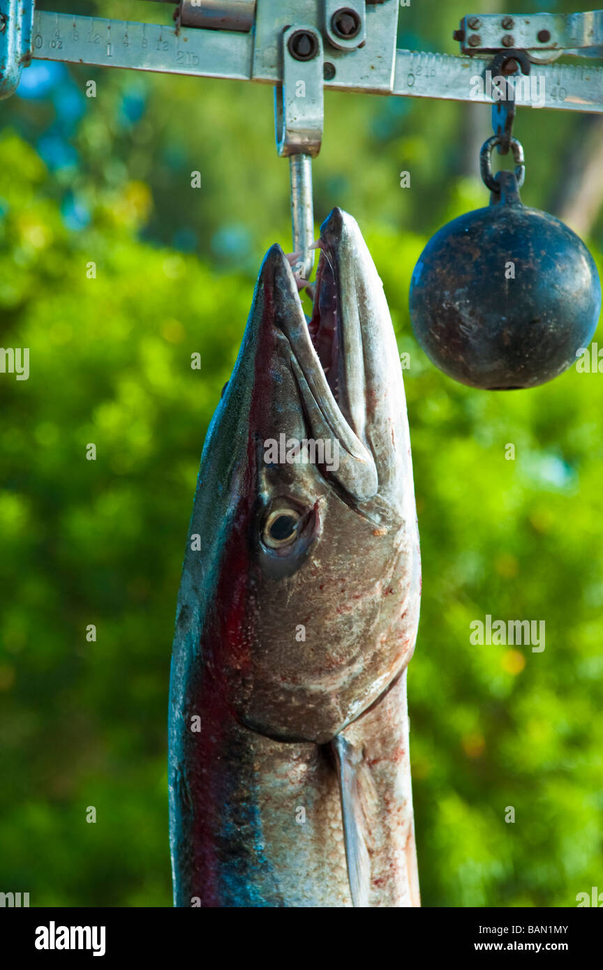 Big Game Fischer mit Wahoo Fisch auf Skala Le Morne Mauritius Hochseeangler Mit Fisch Wahoo eine der Waage Le Morne Mauritius Stockfoto